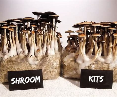 The process of harvesting and drying magic mushrooms grown with an eBay grow kit